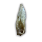 Anco: Goat Ear
